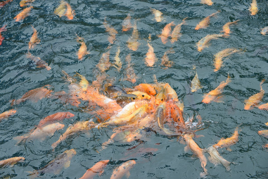 千岛湖 红鲤鱼