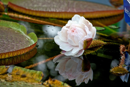 王莲 莲花 花卉