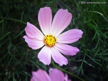 格桑花 波斯菊