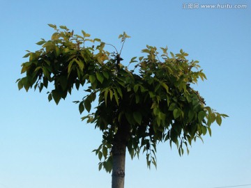小树