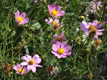 格桑花 波斯菊