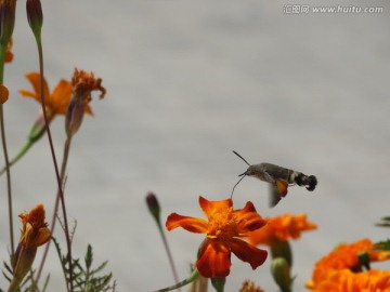 蜂鸟