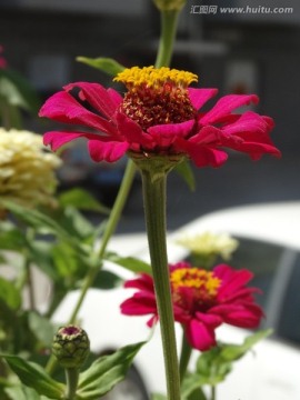 百日菊