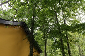 黄墙绿树