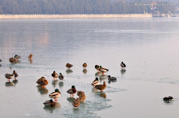 初春湖面的野鸭