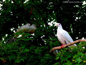 枫树上栖息的鸽子