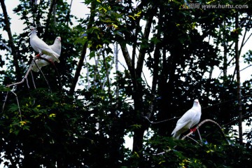 白鸽落在枫树上