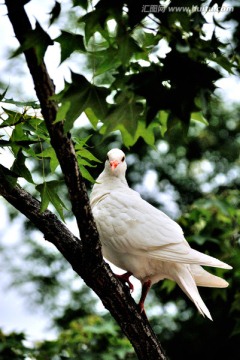 树上回头张望的白鸽