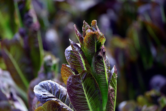 紫色油菜