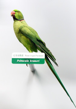 红领绿鹦鹉标本