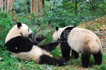 争食踢腿的大熊猫