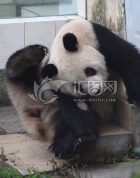 大熊猫研究中心碧峰峡基地熊猫