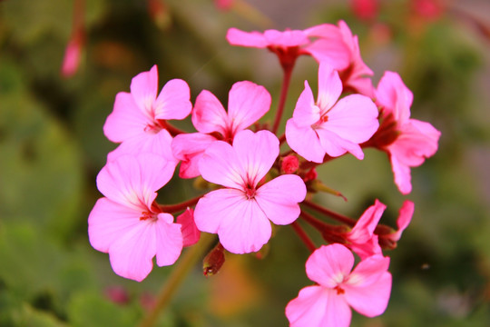 鲜花