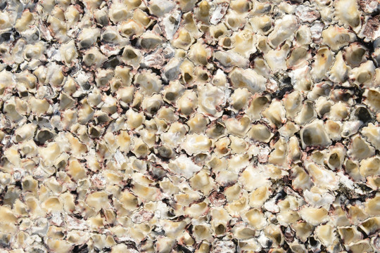 牡蛎床背景素材