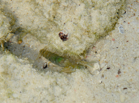 海洋生物螳螂虾