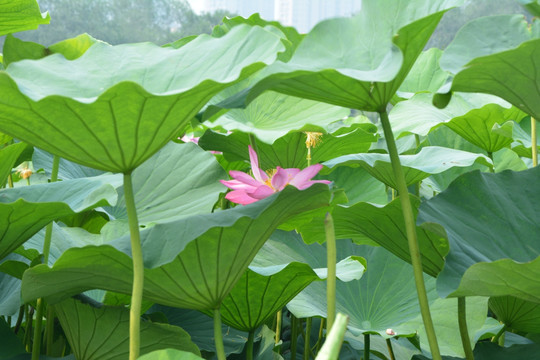 荷花