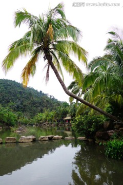 湖泊椰子树