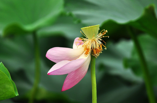 残荷 红荷 红莲 菡萏 芙蓉