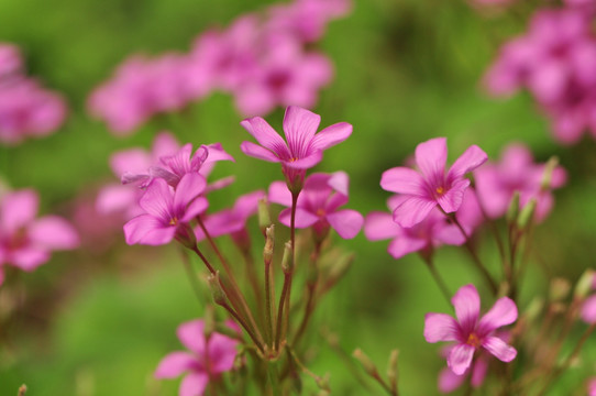 小红花