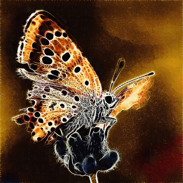 蝴蝶  花儿  装饰画