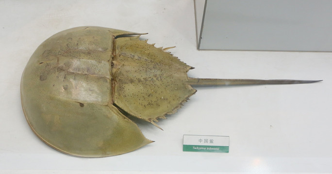 中国鲎标本