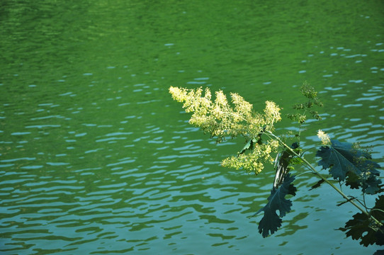 水 花