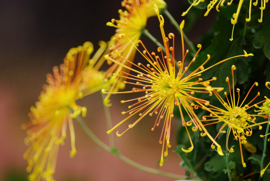 金黄色菊花