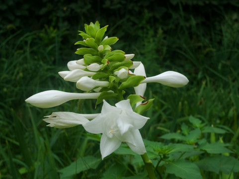 玉簪花