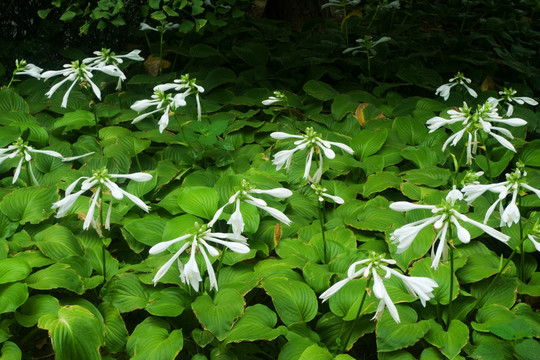 玉簪花
