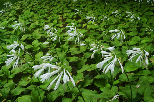 玉簪花