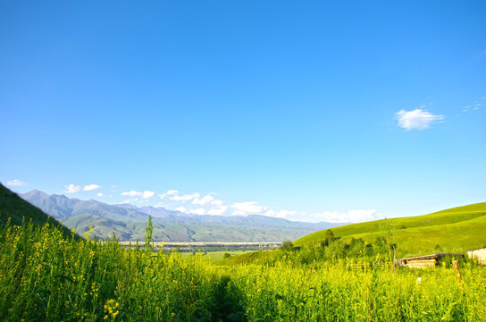 草原 油菜花