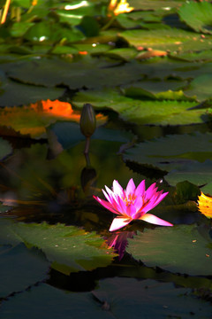 睡莲 莲花