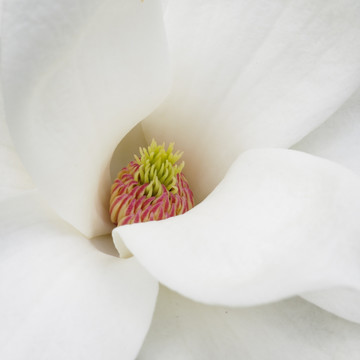 白色玉兰花花蕊