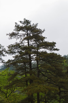 松树