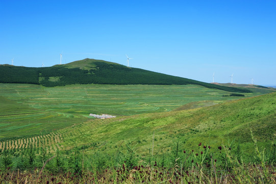 张北坝上草原风光