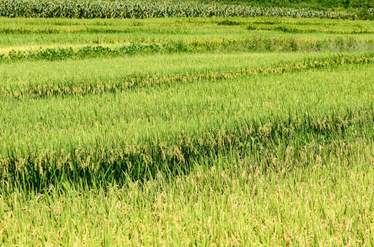 梯田种水稻