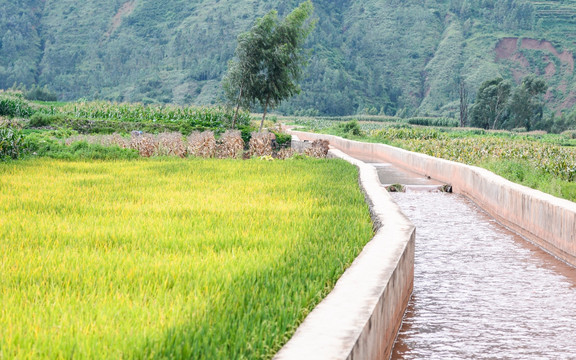 水稻田与灌溉渠
