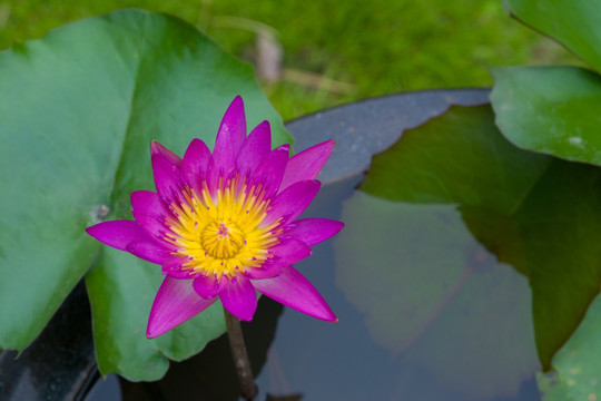 莲花