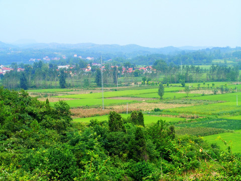 田野