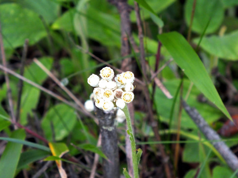 野花