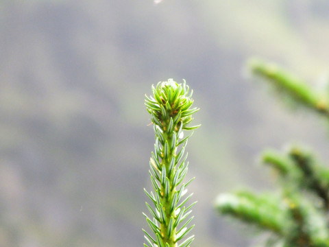 野草