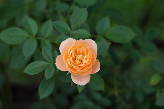 橙色蔷薇