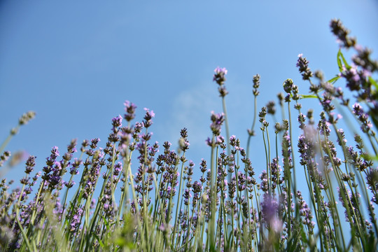 仰拍薰衣草花