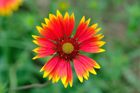 波斯菊