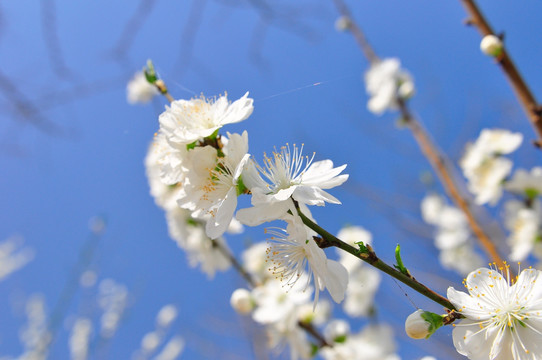 蓝天下的桃花