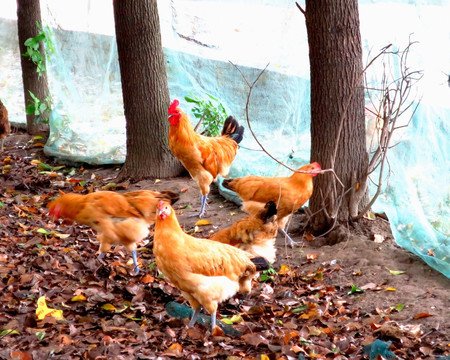 鸡群 家禽养殖