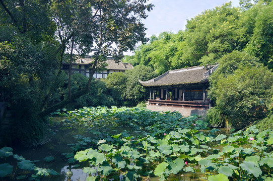 荷花塘 高清园林摄影 武侯祠