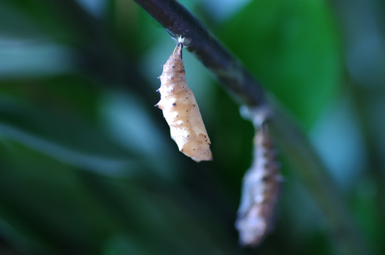 树枝上的蝶蛹