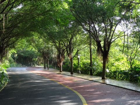 风景区林荫道