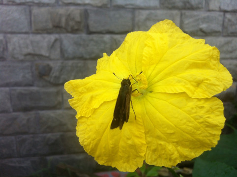 鲜花与昆虫